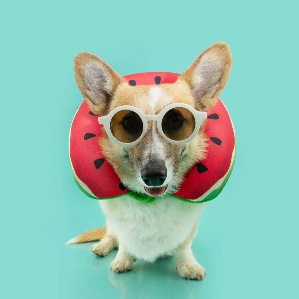 Perros con gafas de sol Sandog